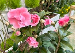 Fruehling In Der Goethe Galerie  Februar 2026 20